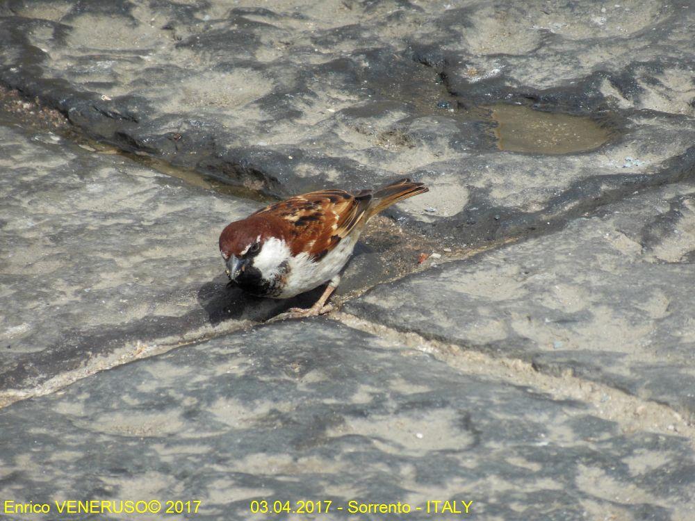 42 - Passero solitario - Lone sparrow